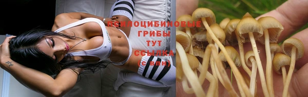 стаф Горняк